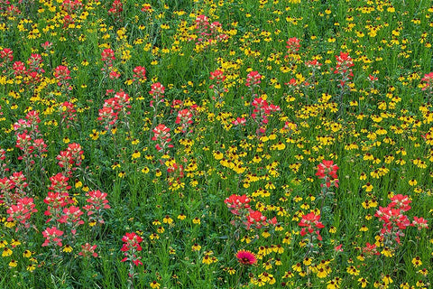 Meadow of red Texas Paintbrush and Purple-head Sneezeweed-Texas hill country-near Marble Falls White Modern Wood Framed Art Print with Double Matting by Jones, Adam