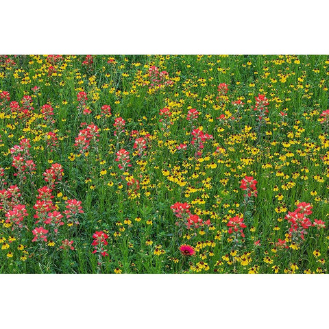 Meadow of red Texas Paintbrush and Purple-head Sneezeweed-Texas hill country-near Marble Falls Black Modern Wood Framed Art Print by Jones, Adam