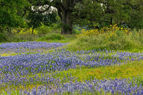 Texas bluebonnets-blanket flower and live oak in meadow-Texas Hill Country-near Marble Falls-Texas White Modern Wood Framed Art Print with Double Matting by Jones, Adam