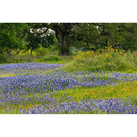 Texas bluebonnets-blanket flower and live oak in meadow-Texas Hill Country-near Marble Falls-Texas Gold Ornate Wood Framed Art Print with Double Matting by Jones, Adam