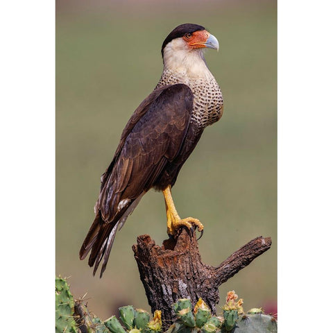 Crested caracara perched Rio Grande Valley-Texas Black Modern Wood Framed Art Print by Jones, Adam