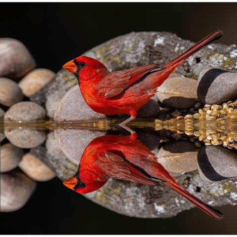 Northern Cardinal and mirror reflection on small pond Rio Grande Valley-Texas Black Modern Wood Framed Art Print by Jones, Adam