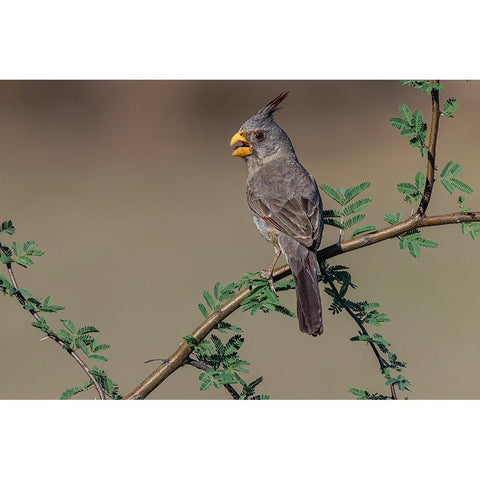 Pyrrhuloxia-Rio Grande Valley-Texas Black Modern Wood Framed Art Print by Jones, Adam