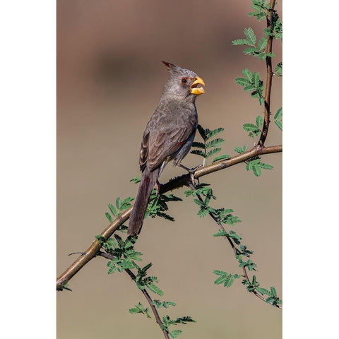 Pyrrhuloxia-Rio Grande Valley-Texas Black Modern Wood Framed Art Print by Jones, Adam