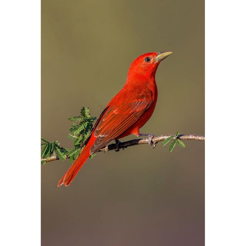 Summer tanager-Rio Grande Valley-Texas Black Modern Wood Framed Art Print by Jones, Adam