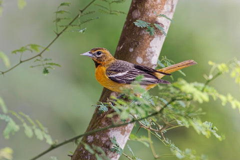 Female Orchard oriole-South Padre Island-Texas Black Ornate Wood Framed Art Print with Double Matting by Jones, Adam
