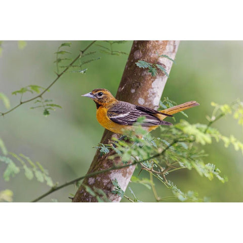 Female Orchard oriole-South Padre Island-Texas Black Modern Wood Framed Art Print by Jones, Adam