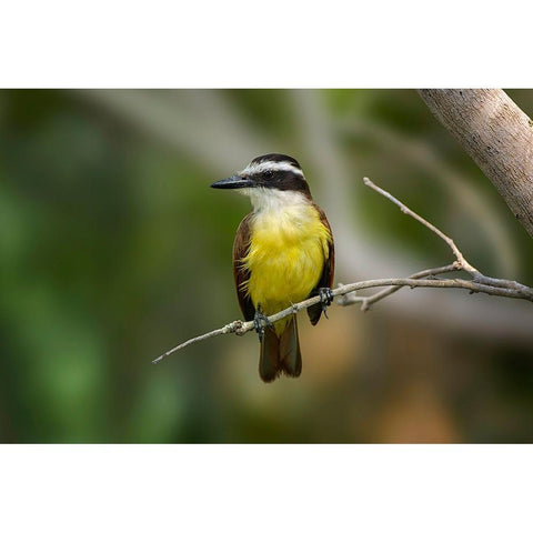 Great kiskadee-South Padre Island-Texas Black Modern Wood Framed Art Print by Jones, Adam