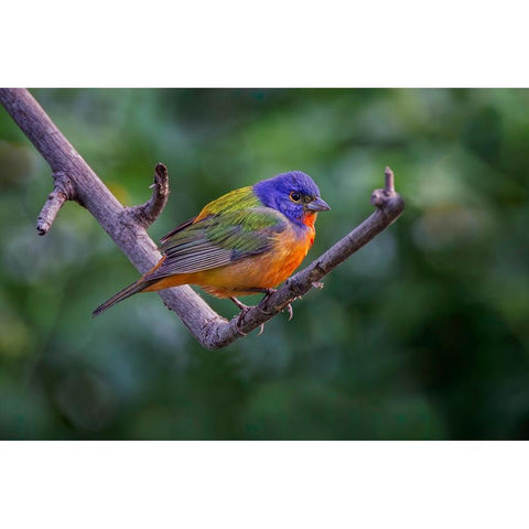 Male Painted bunting South Padre Island-Texas Black Modern Wood Framed Art Print by Jones, Adam