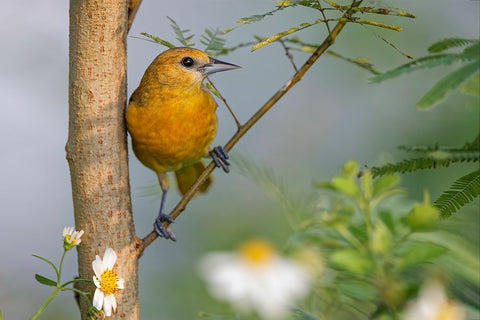 Female Orchard oriole-South Padre Island-Texas Black Ornate Wood Framed Art Print with Double Matting by Jones, Adam
