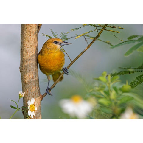 Female Orchard oriole-South Padre Island-Texas Black Modern Wood Framed Art Print by Jones, Adam