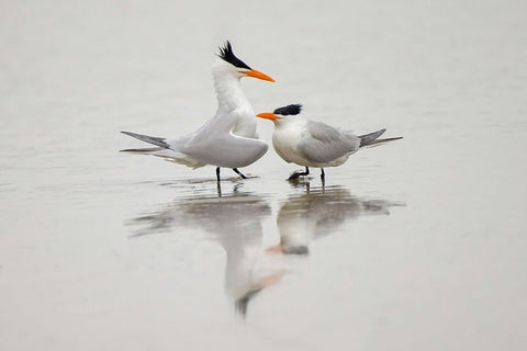 Royal terns in courtship display-South Padre Island-Texas White Modern Wood Framed Art Print with Double Matting by Jones, Adam