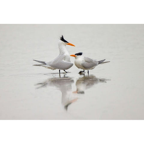 Royal terns in courtship display-South Padre Island-Texas Black Modern Wood Framed Art Print by Jones, Adam