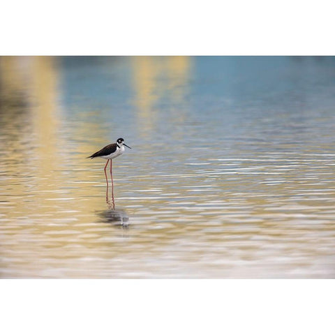 Single Black-necked stilt standing together with reflection on water-South Padre Island-Texas Black Modern Wood Framed Art Print by Jones, Adam