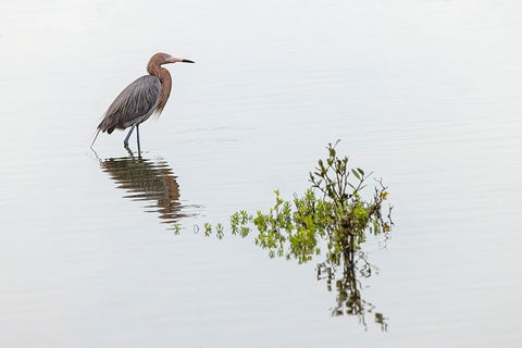 Reddish egret and reflection-South Padre Island-Texas White Modern Wood Framed Art Print with Double Matting by Jones, Adam