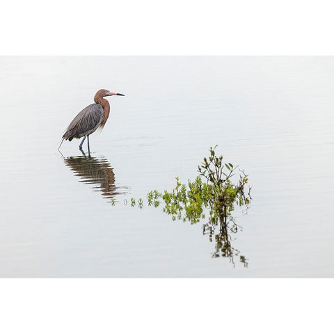 Reddish egret and reflection-South Padre Island-Texas White Modern Wood Framed Art Print by Jones, Adam