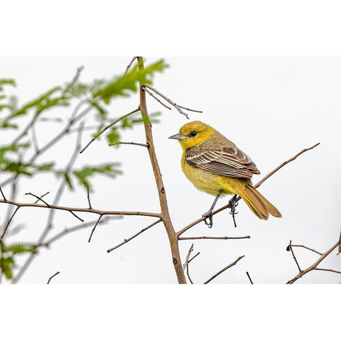 Female Northern oriole-Icterus galbula-Baltimore oriole-South Padre Island-Texas Black Modern Wood Framed Art Print with Double Matting by Jones, Adam