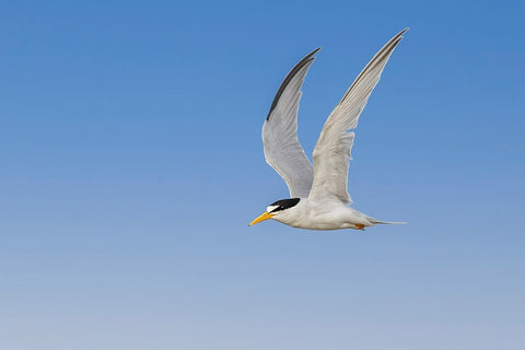 Least Tern flying-South Padre Island-Texas White Modern Wood Framed Art Print with Double Matting by Jones, Adam