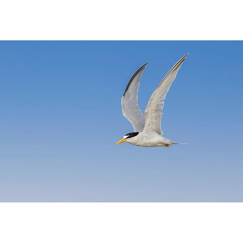 Least Tern flying-South Padre Island-Texas Black Modern Wood Framed Art Print by Jones, Adam