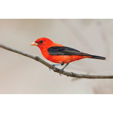 Scarlet tanager-South Padre Island-Texas White Modern Wood Framed Art Print by Jones, Adam