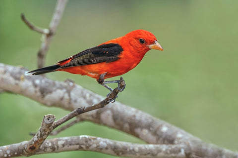 Scarlet tanager-Rio Grande Valley-Texas White Modern Wood Framed Art Print with Double Matting by Jones, Adam