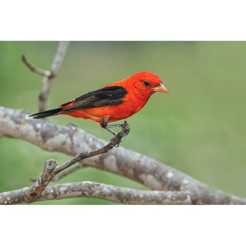 Scarlet tanager-Rio Grande Valley-Texas White Modern Wood Framed Art Print by Jones, Adam