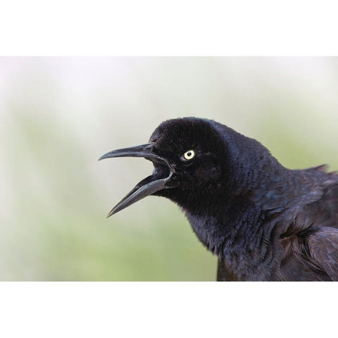Great-tailed Grackle close-up-South Padre Island-Texas Black Modern Wood Framed Art Print by Jones, Adam