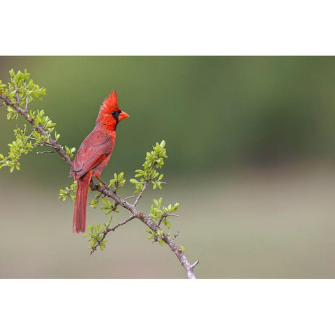 Male Northern Cardinal Rio Grande Valley-Texas Black Modern Wood Framed Art Print with Double Matting by Jones, Adam