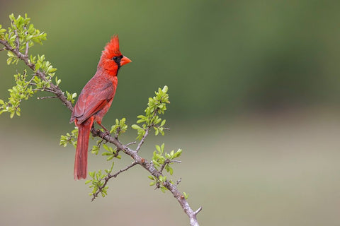 Male Northern Cardinal Rio Grande Valley-Texas Black Ornate Wood Framed Art Print with Double Matting by Jones, Adam