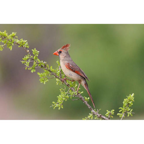 Female Northern Cardinal Rio Grande Valley-Texas White Modern Wood Framed Art Print by Jones, Adam