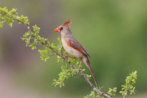 Female Northern Cardinal Rio Grande Valley-Texas Black Ornate Wood Framed Art Print with Double Matting by Jones, Adam