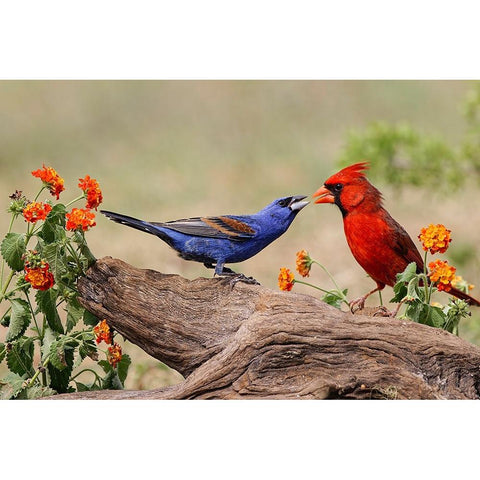 Blue grosbeak and male Northern cardinal fighting Rio Grande Valley-Texas Black Modern Wood Framed Art Print by Jones, Adam