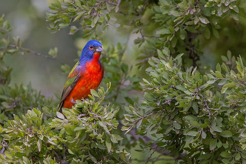 Painted bunting Rio Grande Valley-Texas White Modern Wood Framed Art Print with Double Matting by Jones, Adam