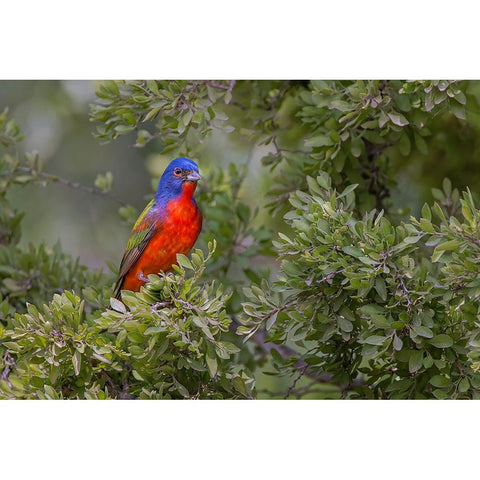 Painted bunting Rio Grande Valley-Texas Black Modern Wood Framed Art Print with Double Matting by Jones, Adam