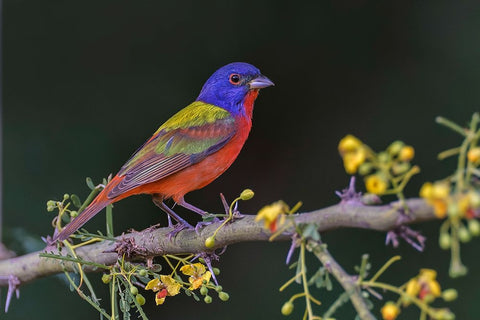 Male Painted bunting Rio Grande Valley-Texas White Modern Wood Framed Art Print with Double Matting by Jones, Adam