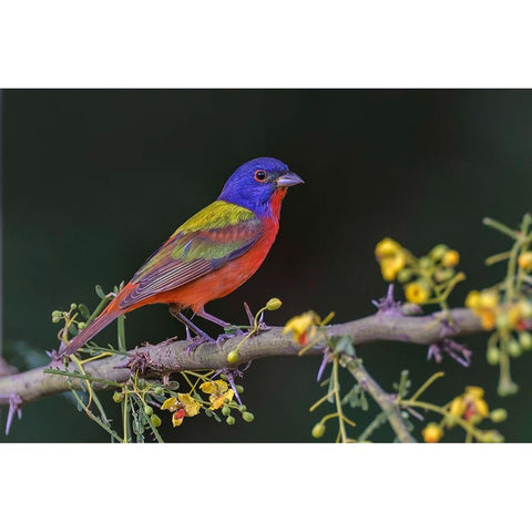 Male Painted bunting Rio Grande Valley-Texas Gold Ornate Wood Framed Art Print with Double Matting by Jones, Adam