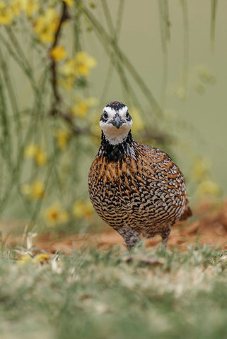 Male Bobwhite-Rio Grande Valley-Texas White Modern Wood Framed Art Print with Double Matting by Jones, Adam