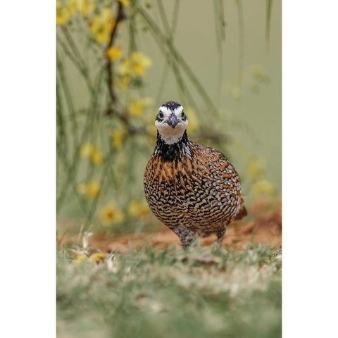 Male Bobwhite-Rio Grande Valley-Texas White Modern Wood Framed Art Print by Jones, Adam
