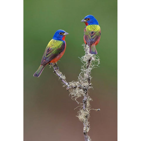 Pair of male Painted buntings Rio Grande Valley-Texas Black Modern Wood Framed Art Print with Double Matting by Jones, Adam