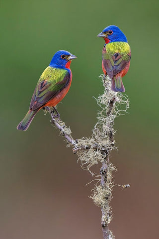 Pair of male Painted buntings Rio Grande Valley-Texas White Modern Wood Framed Art Print with Double Matting by Jones, Adam