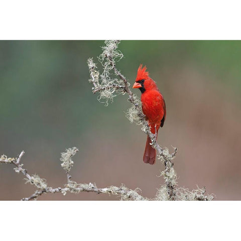 Male Northern Cardinal Rio Grande Valley-Texas Black Modern Wood Framed Art Print with Double Matting by Jones, Adam
