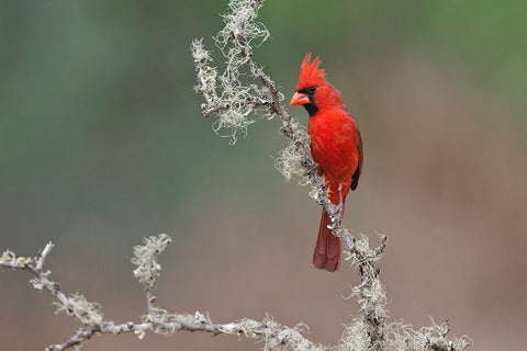 Male Northern Cardinal Rio Grande Valley-Texas Black Ornate Wood Framed Art Print with Double Matting by Jones, Adam