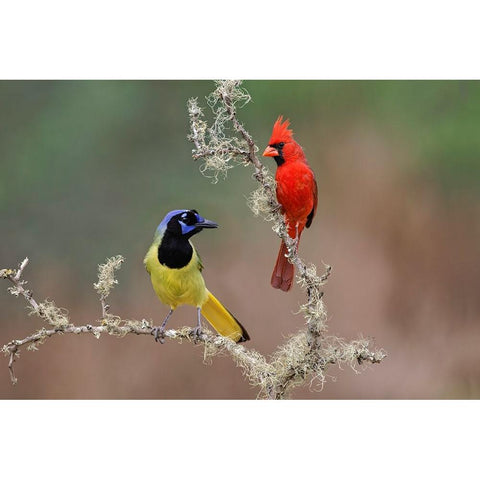 Male Northern Cardinal Rio Grande Valley-Texas Black Modern Wood Framed Art Print with Double Matting by Jones, Adam