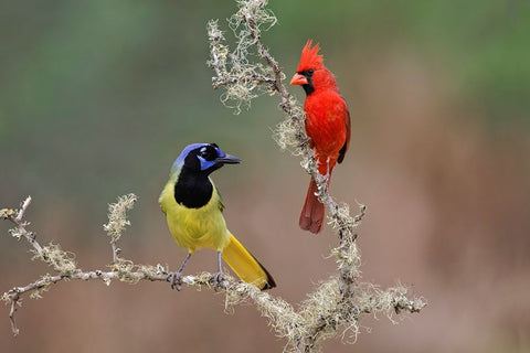 Male Northern Cardinal Rio Grande Valley-Texas Black Ornate Wood Framed Art Print with Double Matting by Jones, Adam
