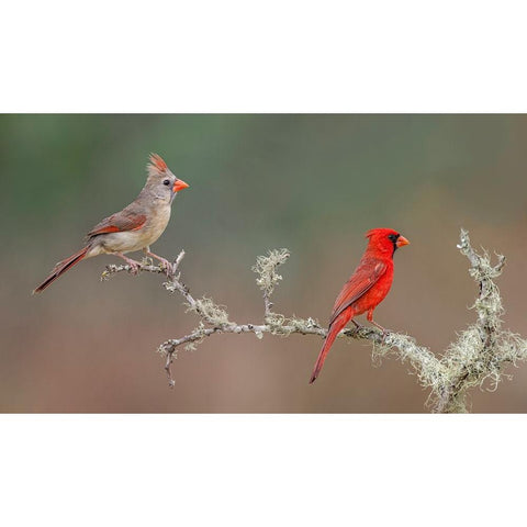 Male and female Northern Cardinals Rio Grande Valley-Texas White Modern Wood Framed Art Print by Jones, Adam