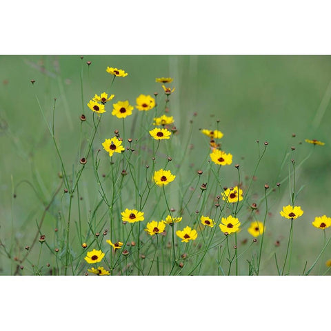 Yellow coreopsis flowers-Rio Grande Valley-Texas Black Modern Wood Framed Art Print by Jones, Adam
