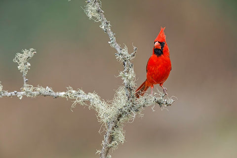 Male Northern Cardinal Rio Grande Valley-Texas White Modern Wood Framed Art Print with Double Matting by Jones, Adam
