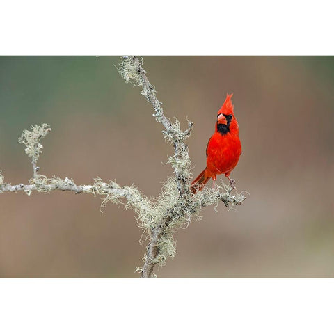 Male Northern Cardinal Rio Grande Valley-Texas Black Modern Wood Framed Art Print by Jones, Adam
