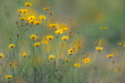 Soft focus view of coreopsis flowers-Rio Grande Valley-Texas Black Ornate Wood Framed Art Print with Double Matting by Jones, Adam