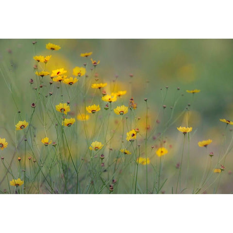 Soft focus view of coreopsis flowers-Rio Grande Valley-Texas Black Modern Wood Framed Art Print by Jones, Adam